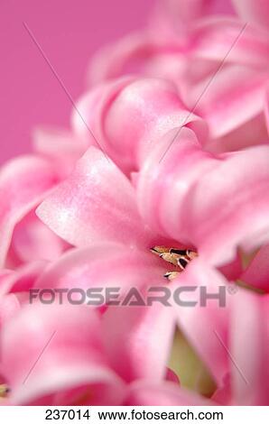Picture - Close-up of blooming flowers of pink Hyacinthus Orientalis . Fotosearch