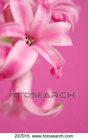 Stock Photography - Close-up of blooming flowers of pink Hyacinthus Orientalis . Fotosearch