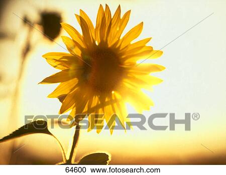 Close-up of blooming Sunflower (Helianthus annuus) View Large Photo Image Stock Image - Close-up of blooming Sunflower (Helianthus annuus) . Fotosearch