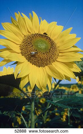 Close-up of blooming Sunflower (Helianthus annuus) View Large Photo Image Stock Photo - Close-up of blooming Sunflower (Helianthus annuus) . Fotosearch