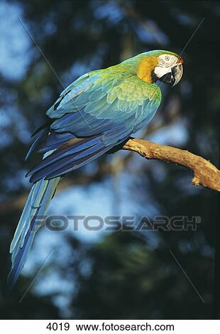 Close-up of Blue-and-yellow Macaw (Ara ararauna) perching on branch, Miami, Florida, USA View Large Photo Image Stock Photo - Close-up of Blue-and-yellow Macaw (Ara ararauna) perching on branch, Miami, Florida, USA . Fotosearch