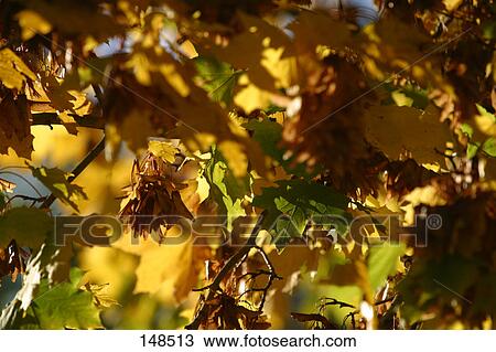 Stock Image - Close-up of broad-leaved tree . Fotosearch
