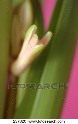 Stock Image - Close-up of bud of pink Hyacinthus Orientalis flower . Fotosearch