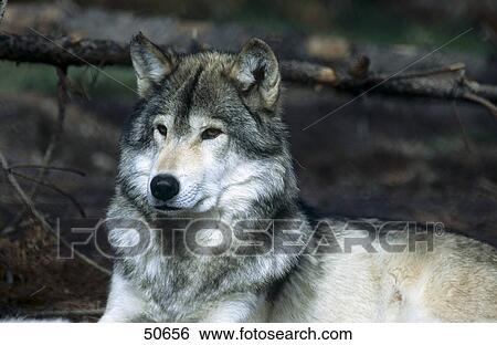 Stock Photograph - Close-up of Canadian Gray wolf (Canis lupus) in forest, Canada . Fotosearch