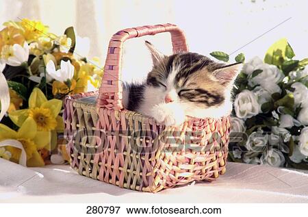 Stock Photo - Close-up of cat sleeping in basket . Fotosearch