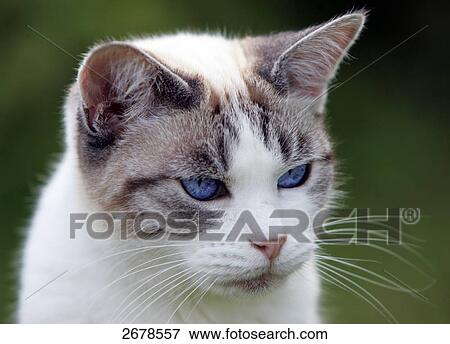 Stock Photo - Close-up of cat's face . Fotosearch