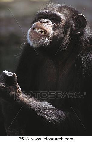 Close-up of Chimpanzee (Pan trogodytes) clinching its teeth, Kenya View Large Photo Image Stock Photo - Close-up of Chimpanzee (Pan trogodytes) clinching its teeth, Kenya . Fotosearch