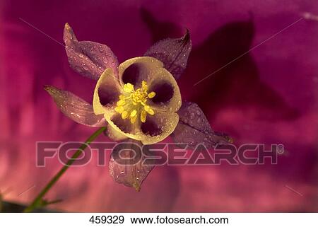 Close-up of Columbine flower View Large Photo Image Stock Photo - Close-up of Columbine flower . Fotosearch