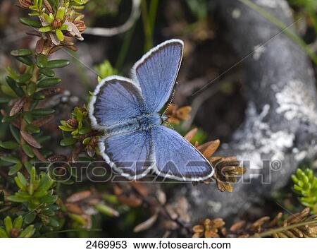 Stock Image - Close-up of Common Blue (Polyommatus icarus) butterfly . Fotosearch