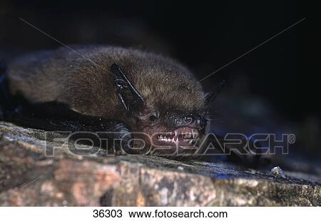 Close-up of Common Pipistrelle (Pipistrellus pipistrellus) on rock View Large Photo Image Stock Image - Close-up of Common Pipistrelle (Pipistrellus pipistrellus) on rock . Fotosearch