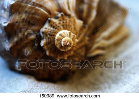 Close-up of conch shell on sand View Large Photo Image Stock Photo - Close-up of conch shell on sand . Fotosearch