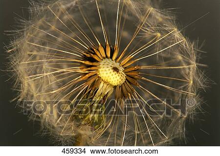 Picture - Close-up of dandelion seed . Fotosearch