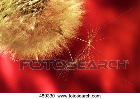 Stock Image - Close-up of dandelion seed . Fotosearch