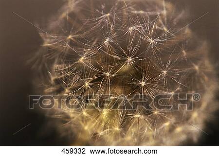 Close-up of dandelion seed View Large Photo Image Stock Image - Close-up of dandelion seed . Fotosearch