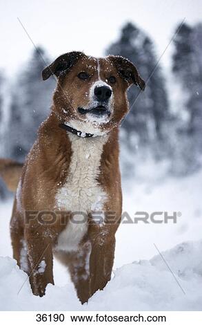 Close-up of dog standing in snow View Large Photo Image Stock Image - Close-up of dog standing in snow . Fotosearch