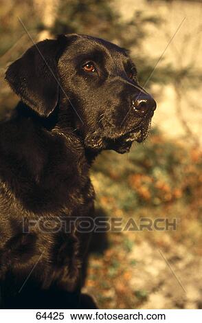 Close-up of dog View Large Photo Image Stock Photography - Close-up of dog . Fotosearch