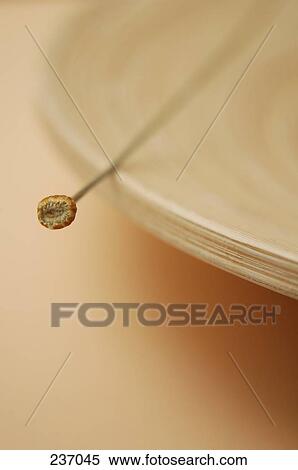 Close-up of dried flower View Large Photo Image Stock Photography - Close-up of dried flower . Fotosearch