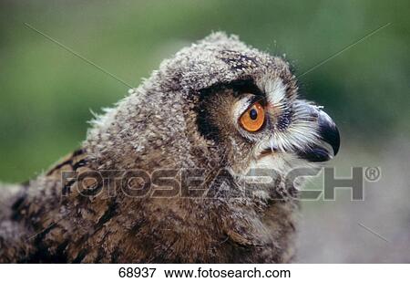 Close-up of Eagle owl (Bubo bubo) View Large Photo Image Stock Photo - Close-up of Eagle owl (Bubo bubo) . Fotosearch