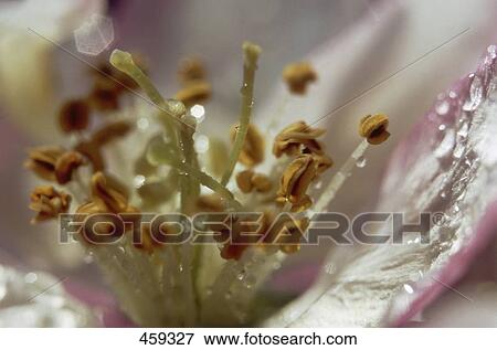 Close-up of flower head View Large Photo Image Stock Photo - Close-up of flower head . Fotosearch