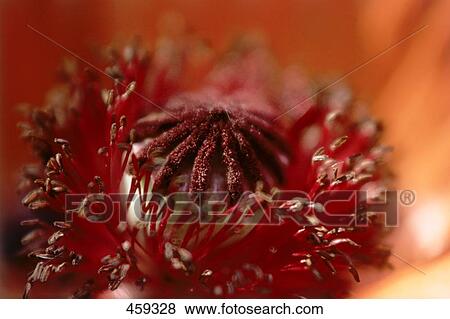 Stock Photo - Close-up of flower head . Fotosearch