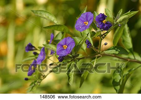 Stock Photograph - Close-up of flowers blooming on plant . Fotosearch