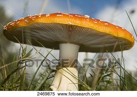 Stock Photography - Close-up of Fly Agaric (Amanita Muscaria) mushroom growing in field . Fotosearch