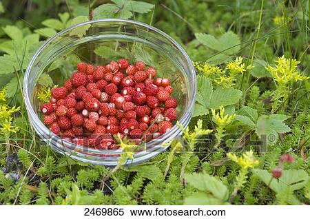 Stock Photography - Close-up of forest strawberry in bowl, Sweden . Fotosearch