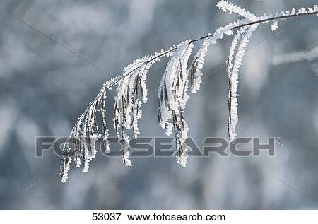 Stock Photo - Close-up of frozen tree branch . Fotosearch