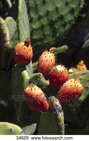 Stock Photo - Close-up of fruits of Prickly Pear Cactus, California, USA . Fotosearch