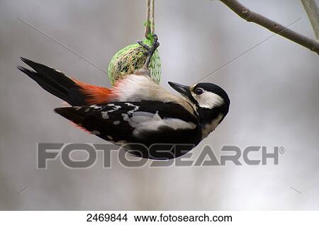 Close-up of Great Spotted Woodpecker (Dendrocopos major) perching on fat ball View Large Photo Image Picture - Close-up of Great Spotted Woodpecker (Dendrocopos major) perching on fat ball . Fotosearch