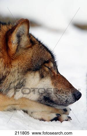Close-up of Grey wolf (Canis lupus) resting in snow, Merzig, Germany View Large Photo Image Stock Photography - Close-up of Grey wolf (Canis lupus) resting in snow, Merzig, Germany . Fotosearch