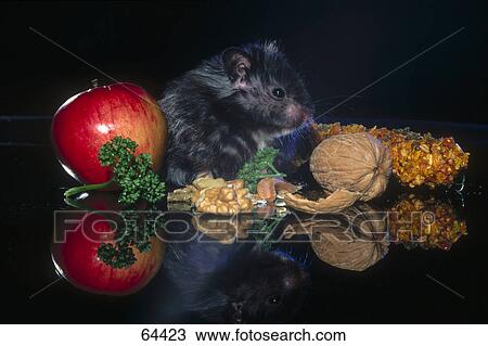 Stock Image - Close-up of hamster and walnuts . Fotosearch