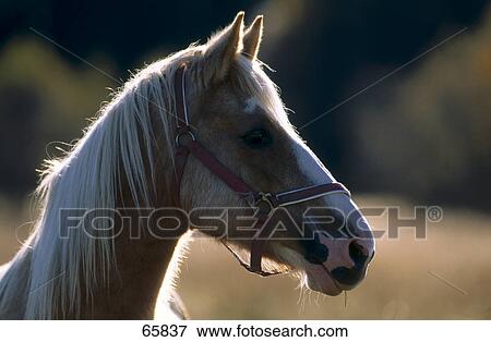 Close-up of head of Haflinger horse View Large Photo Image Stock Photo - Close-up of head of Haflinger horse . Fotosearch
