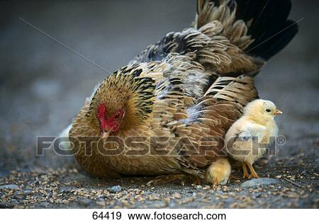 Close-up of hen with chicken View Large Photo Image Stock Photo - Close-up of hen with chicken . Fotosearch
