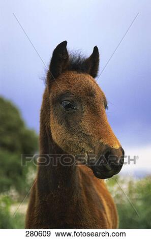 Stock Photo - Close-up of horse's face, Giara Di Gesturi, Sardinia, Italy . Fotosearch