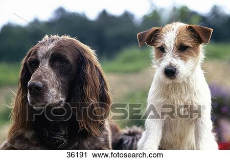 Stock Image - Close-up of Jack Russel and German Longhaired Pointer . Fotosearch