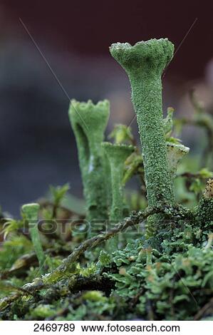 Close-up of lichen growing in field View Large Photo Image Stock Photo - Close-up of lichen growing in field . Fotosearch