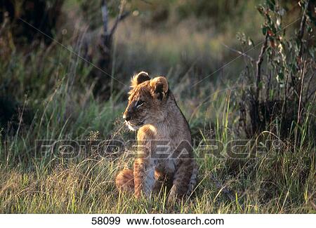 Close-up of lion cub in meadow, Kenya, Africa View Large Photo Image Stock Photo - Close-up of lion cub in meadow, Kenya, Africa . Fotosearch