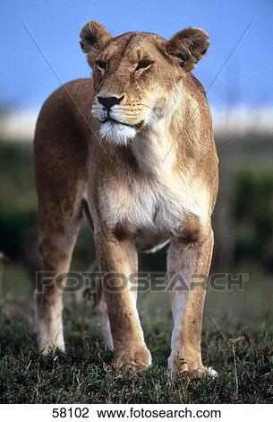 Close-up of lioness, Kenya, Africa View Large Photo Image Stock Image - Close-up of lioness, Kenya, Africa . Fotosearch