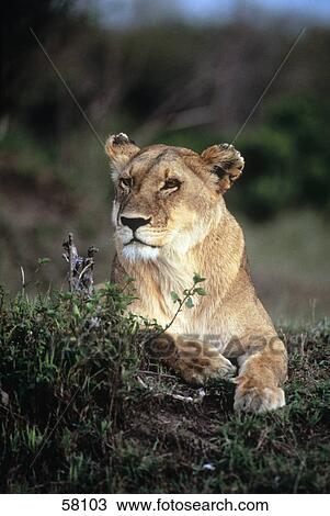 Close-up of lioness, Kenya, Africa View Large Photo Image Stock Image - Close-up of lioness, Kenya, Africa . Fotosearch