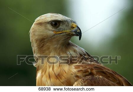 Stock Photo - Close-up of Long-legged Buzzard (Buteo rufinus) . Fotosearch