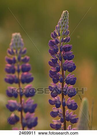 Close-up of Lupines View Large Photo Image Stock Image - Close-up of Lupines . Fotosearch