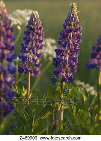 Stock Photograph - Close-up of Lupines . Fotosearch