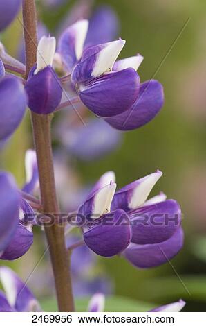 Close-up of Lupines View Large Photo Image Stock Photograph - Close-up of Lupines . Fotosearch