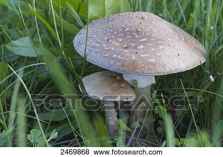 Close-up of mushrooms growing in field View Large Photo Image Stock Photo - Close-up of mushrooms growing in field . Fotosearch