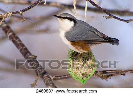 Close-up of Nuthatch bird perching on fat ball View Large Photo Image Stock Photo - Close-up of Nuthatch bird perching on fat ball . Fotosearch