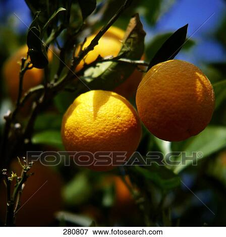 Close-up of oranges on tree View Large Photo Image Stock Photo - Close-up of oranges on tree . Fotosearch