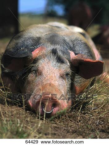 Stock Photo - Close-up of pig lying in field . Fotosearch