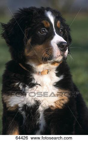 Close-up of puppy of berner sennenhund View Large Photo Image Stock Photograph - Close-up of puppy of berner sennenhund . Fotosearch