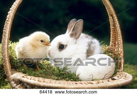 Close-up of rabbit with egg and chicken in basket View Large Photo Image Stock Photo - Close-up of rabbit with egg and chicken in basket . Fotosearch